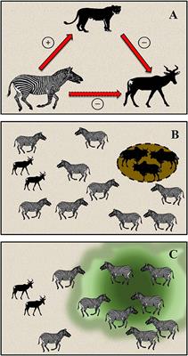 Apparent Competition, Lion Predation, and Managed Livestock Grazing: Can Conservation Value Be Enhanced?